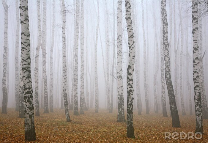 Canvas Berken in de mist in het bos