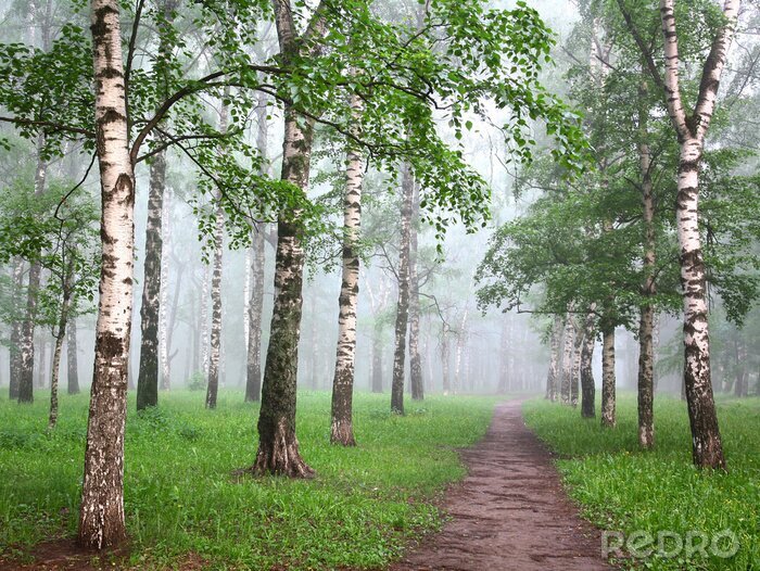 Canvas Berken in mist en een pad