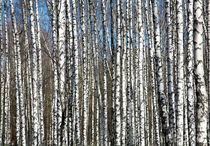 Canvas Berken op de achtergrond van de blauwe lucht
