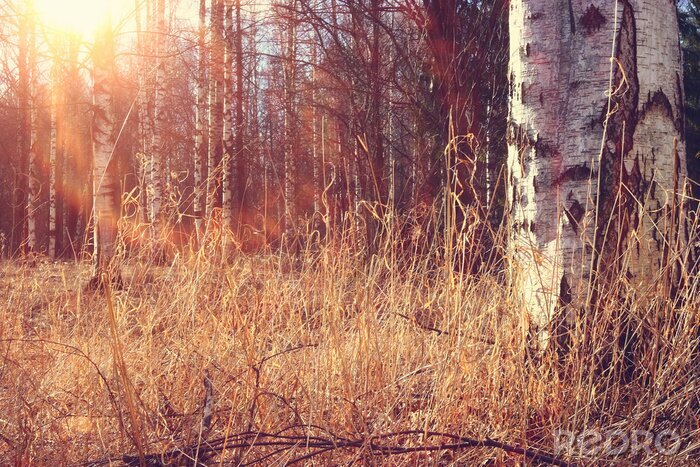 Canvas Berkenbos in de herfst
