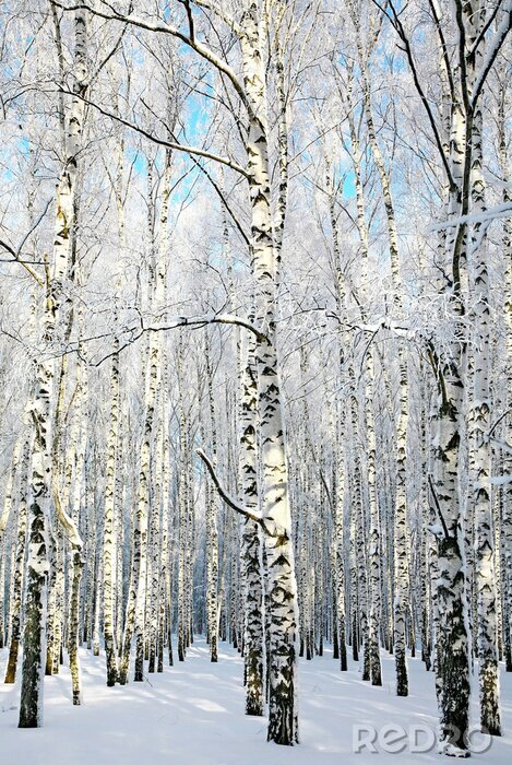 Canvas Berkenlaan in de winter