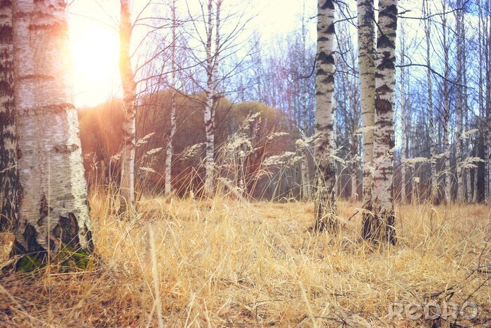 Canvas Berkenstammen in de vroege ochtend