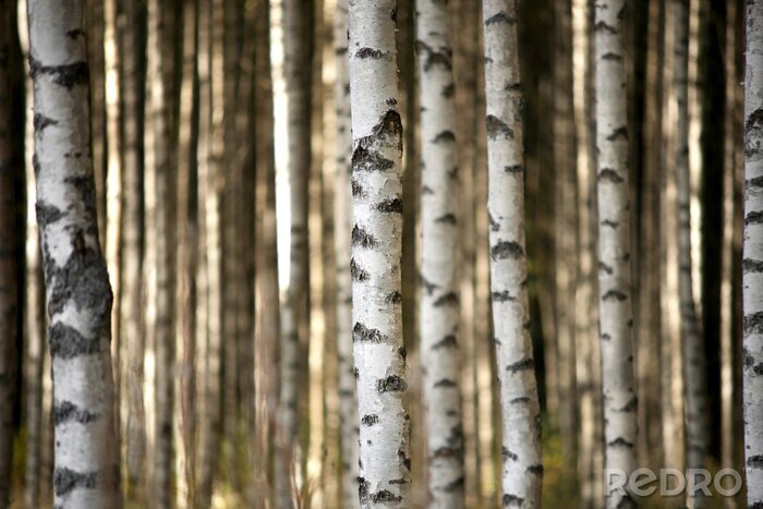 Canvas Berkenstammen in het bos