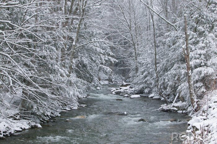 Canvas Besneeuwde dennenbomen aan de kant van een rivier in de winter.