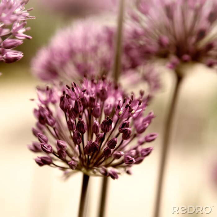 Canvas Bieslook bloeit in de tuin