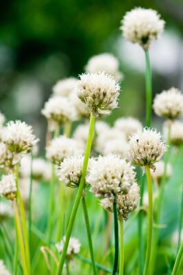 Bieslookbloesem als natuur