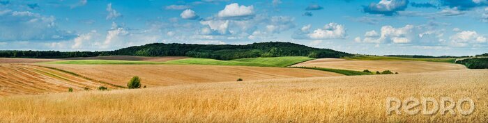 Canvas big panoramic view of landscape of wheat field, ears and yellow and green hills