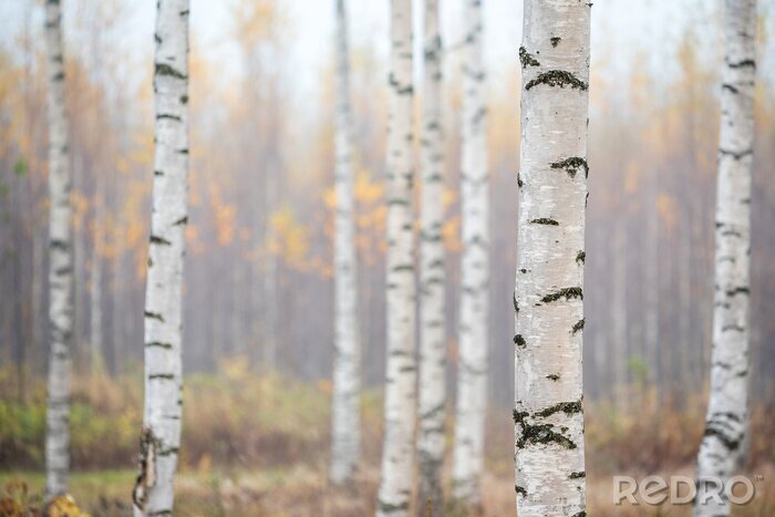 Canvas Birch forest in fog. Autumn view. Focus in foreground tree trunk.