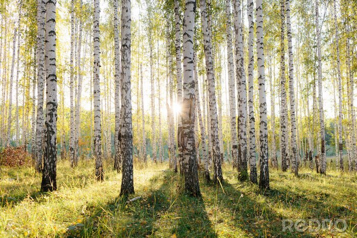 Canvas Birch tree grove in golden sunlight. Trunks with white bark and yellow leaves. Natural forest scenery in early autumn. Ural, Russia