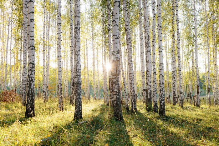 Canvas Birch tree grove in golden sunlight. Trunks with white bark and yellow leaves. Natural forest scenery in early autumn. Ural, Russia