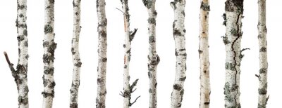Canvas Birch trunks isolated on white background