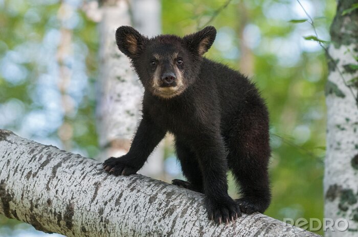 Canvas Black Bear Cub (Ursus americanus) kijkt uit van Branch