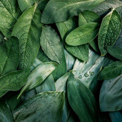 Canvas Bladeren blad textuur groene organische achtergrond macro-opstelling close-up toned