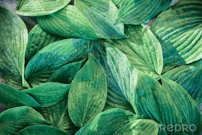 Canvas Bladeren groen onder de regendruppels