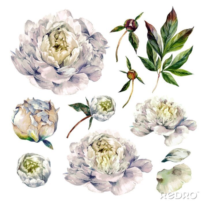 Canvas Blauwe pioen in verschillende versies