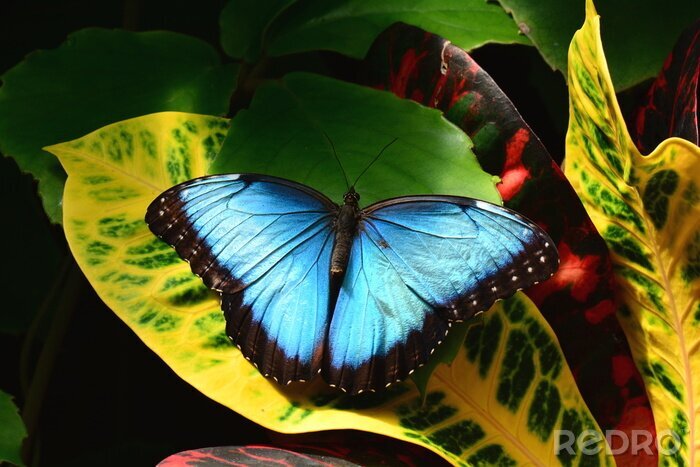 Canvas Blauwe vlinder op een blad