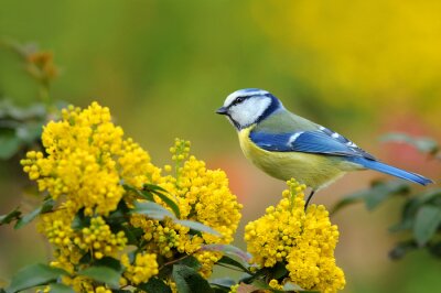 Canvas Blauwe vogel en gele bloemen