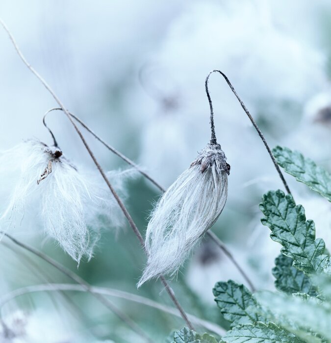 Canvas Bloeiend gras