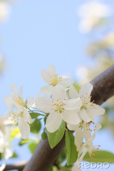 Canvas Bloeiende appelboom in het voorjaar
