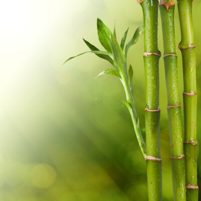 Bloeiende bamboe in waterdruppels