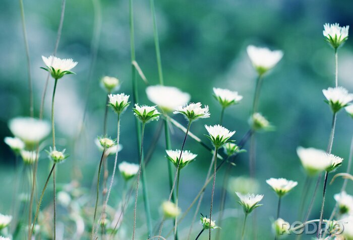 Canvas Bloeiende bloemen in de wei