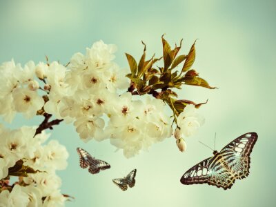 Canvas Bloeiende boom en vlinder