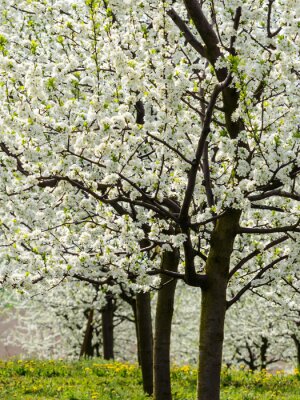 Canvas Bloeiende fruitbomen