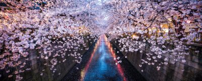 Canvas Bloeiende kersenbomen in Tokio