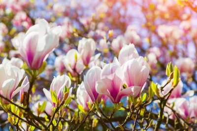 Canvas Bloeiende magnolia bloemen in de Keukenhof park