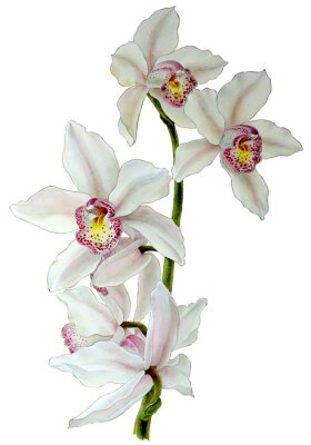 Bloeiende orchideeën op een takje