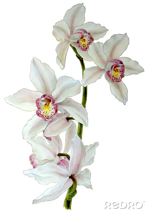 Canvas Bloeiende orchideeën op een takje