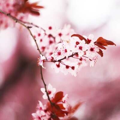 Canvas Bloeiende sakura