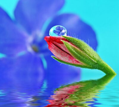 Canvas bloem binnen waterdruppel