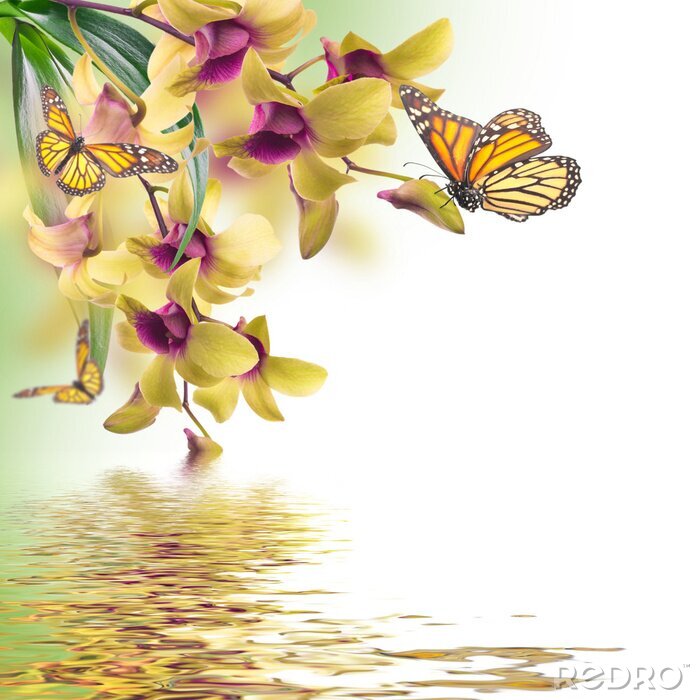 Canvas Bloemen achtergrond van tropische orchideeën en vlinder