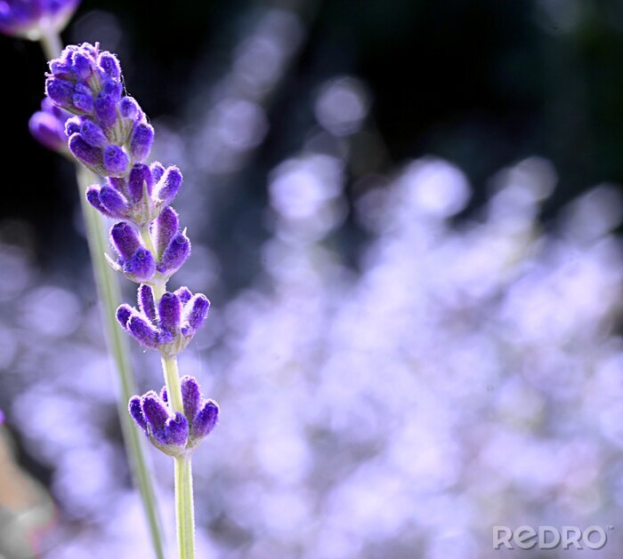 Canvas Bloemen in de zon