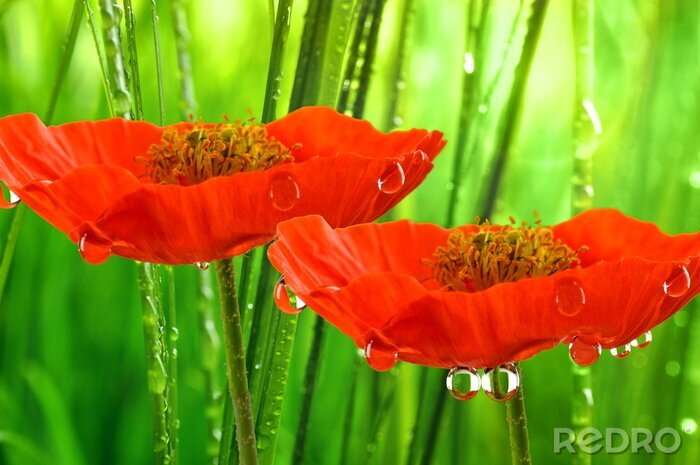 Canvas bloemen met waterdruppels