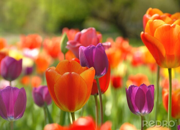 Canvas Bloemen op een plantage