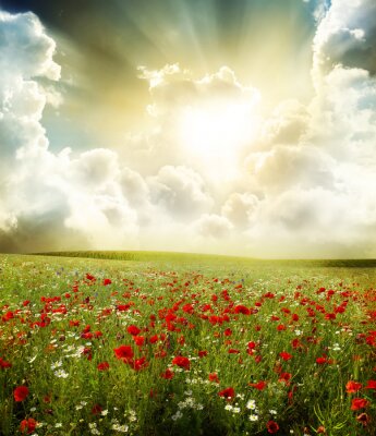 Bloemenveld en zonneschijn