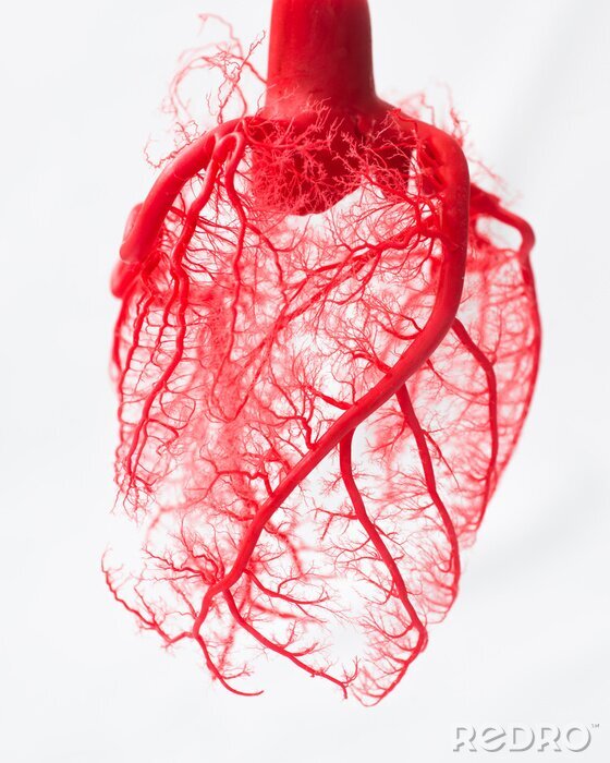 Canvas Blood vessel system of an heart 
