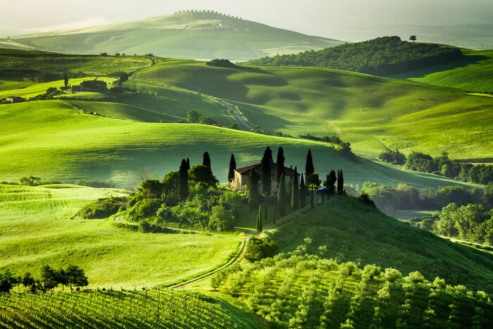 Canvas Boerderij van olijf-en wijngaarden