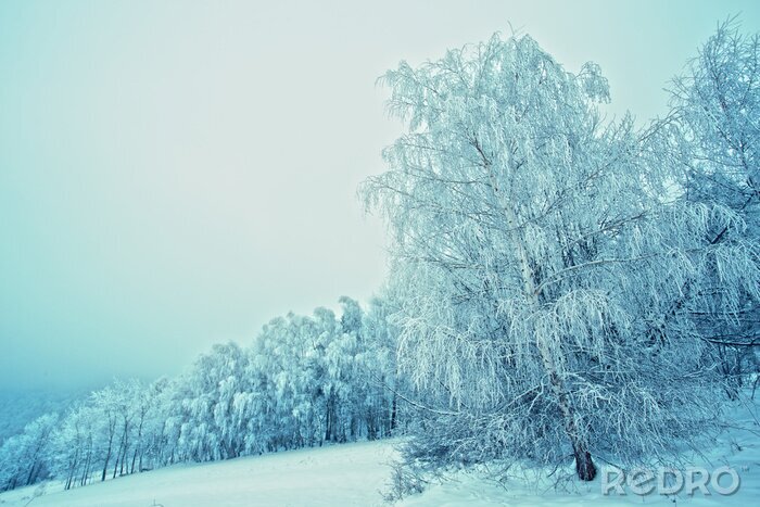 Canvas Bomen bedekt met sneeuw