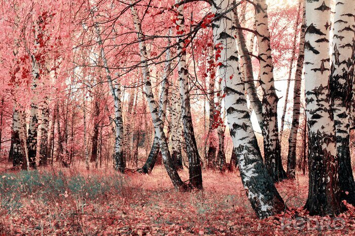 Canvas Bomen en rode bladeren