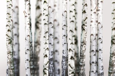 Canvas Bomen in een berkenbos