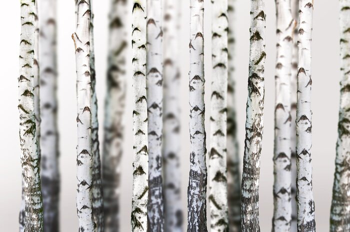 Canvas Bomen in een berkenbos