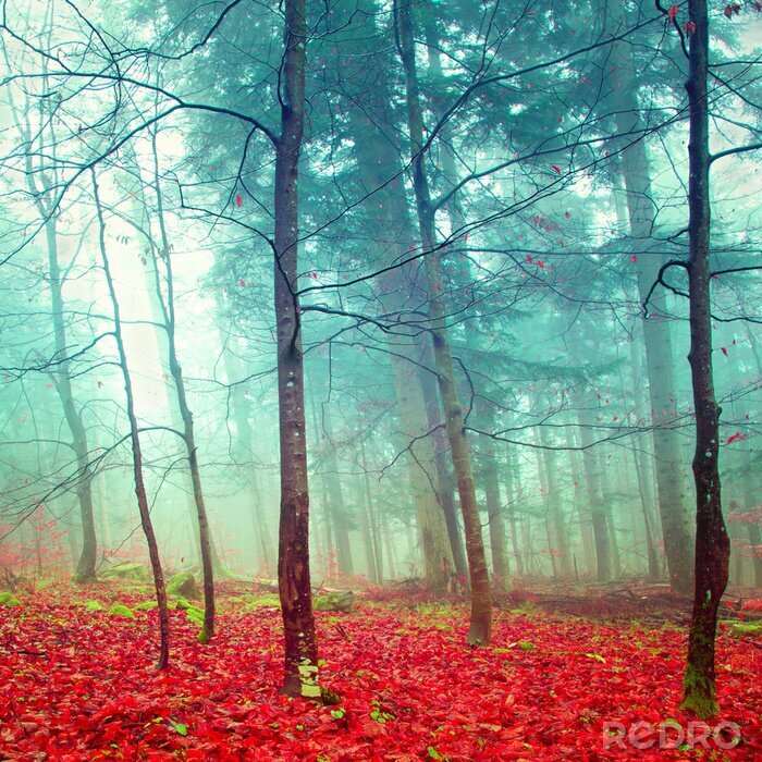 Canvas Bomen mist en rode bladeren