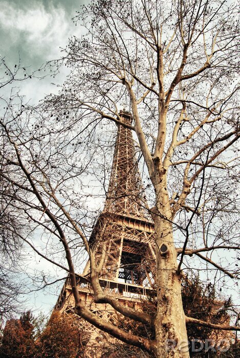 Canvas Boom en Eiffeltoren