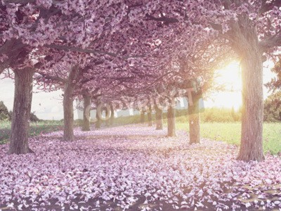 Canvas Boom met roze bloemen