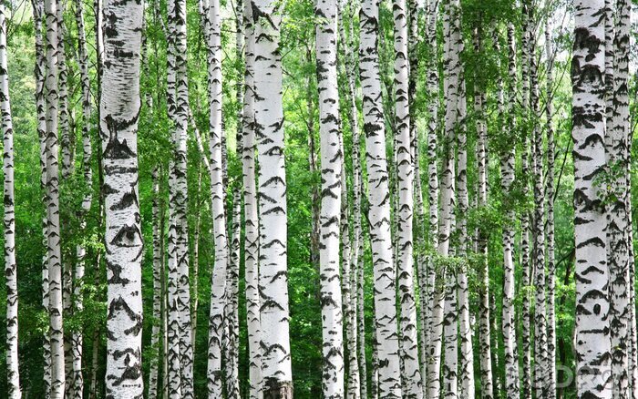 Canvas Boomstammen van berken