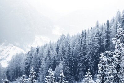 Bos bedekt met verse sneeuw