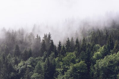 Bos in de mist